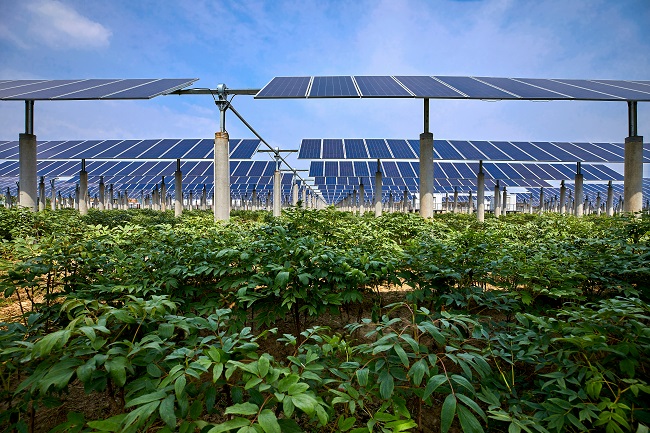 Agro-Photovoltaik im MD Landmaschinen Newsletter